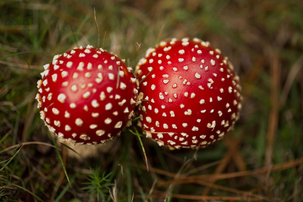 best amanita muscaria mushroom gummies
